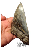 J419 - Outstanding Huge Serrated Megalodon Shark Tooth - Miocene - South Carolina