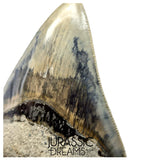 J568 - Gem Grade Killer Blue Megalodon Tooth from Rare Indonesia Location