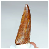 1009 - Nicely Preserved Carcharodontosaurus saharicus 2.44'' Dinosaur Tooth