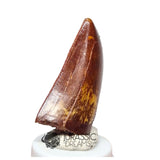 20048 - Gem Grade Carcharodontosaurus saharicus Dinosaur Tooth