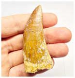 1384 - Nicely Preserved Carcharodontosaurus saharicus Dinosaur Tooth