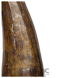 S367 - Huge Killer Suchomimus tenerensis Spinosaurid Dinosaur Tooth - VISIBLE CARINA