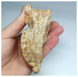 1179 - Museum Grade  Undescribed Pseudosuchia "Dog-faced Crocodile" Left Maxillary