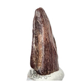 J120 - Exceedingly Rare Unidentified Basal Iguanodontian Dinosaur Ungual Claw