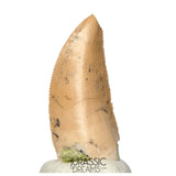 S164 - Large Majungasaurus crenatissimus Abelisaurid Dinosaur Tooth with Unusual Green Sandstone matrix on its base