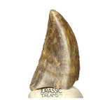 S263 - Large Nicely Preserved Majungasaurus crenatissimus Abelisaurid Dinosaur Tooth