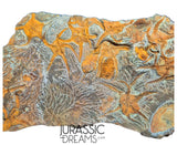 S173 - Museum Grade Ordovician Aged Brittle Stars (Ophiura sp) Mortality Plate