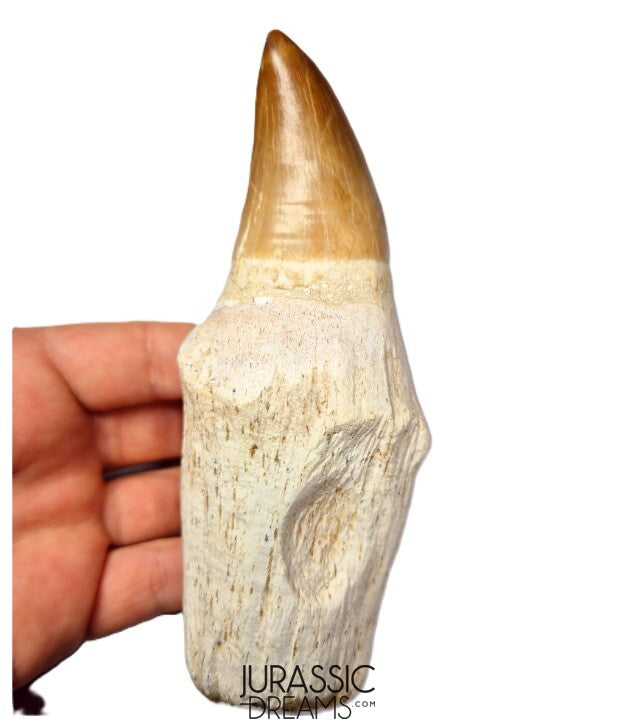 S384 - Enormous "Mosasaurus hoffmanni" Rooted Tooth - Late Cretaceous - Rare Mosasaur Species