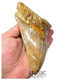 J496 - Gem Grade Huge Killer Megalodon Tooth from Rare Indonesia Location