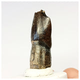 1306 - Top Rooted Jobaria Sauropod Dinosaur Tooth Jurassic Tiouraren Fm