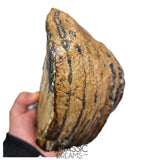 S291 - Nicely Preserved Huge Ice Age Woolly Mammoth (Mammuthus primigenius) Upper Molar Tooth