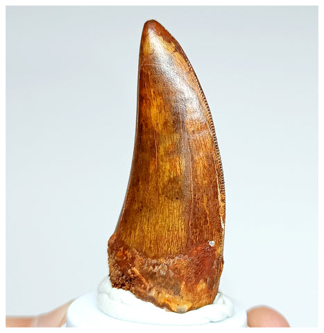 1004- Gem Grade Premaxillary Carcharodontosaurus saharicus 2.36'' Dinosaur Tooth