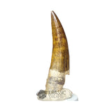 20027 - Gem Grade Large Suchomimus tenerensis Dinosaur Tooth - Lower Cretaceous IN CATAWIKI AUCTION NOW