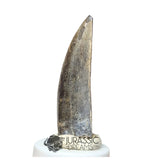 20030 - Large Kryptops palaios Abelisaurid Theropod Dinosaur Tooth - Cretaceous Elrhaz Fm