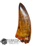 20009 - Gem Grade Carcharodontosaurus saharicus Dinosaur Premaxillary Tooth IN CATAWIKI AUCTION NOW