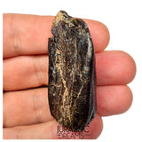 S500 - Top Huge Eusauropoda cf. Jobaria Sauropod Dinosaur Tooth - Jurassic Tiouraren Fm