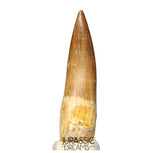 S416 - Stunning Large Zarafasaura oceanis (Elasmosaur) Partially Rooted Tooth - Late Cretaceous