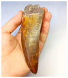1315 - Investment Grade 12,6cm Carcharodontosaurus saharicus Dinosaur Tooth - Cretaceous KemKem Beds