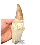 S317 - Outstanding "Mosasaurus hoffmanni" Rooted Tooth - Late Cretaceous - Rare Mosasaur Species