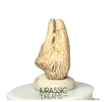 J302 - Top Rare Unidentified Theropod Dinosaur Claw - Lower Cretaceous Elrhaz Fm