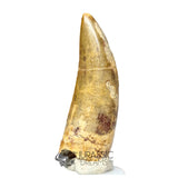 20031 - Rare Afrovenator abakensis Megalosaurid Dinosaur Tooth Jurassic Tiouraren Fm