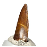 S93 - Unusual Majungasaurus crenatissimus Abelisaurid Dinosaur PREMAXILLARY Tooth