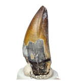 S439 - Nicely Preserved Sarcosuchus imperator Crocodile Tooth - Lower Cretaceous Elrhaz Fm