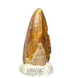 S69 - Top Rare Majungasaurus crenatissimus Abelisaurid Dinosaur PREMAXILLARY Tooth