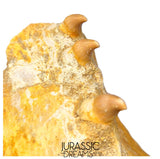 S265 - Beautiful Halisaurus arambourgi (Mosasaur) Partial Right Maxillary - Late Cretaceous