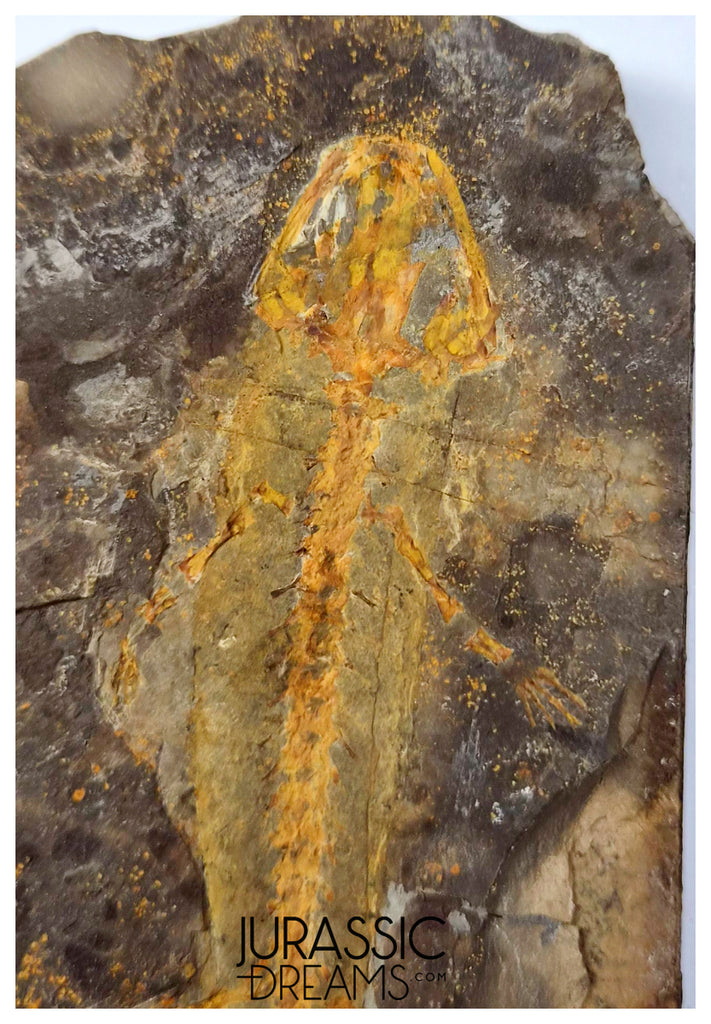 J567 - Museum Grade Rare Jeholotriton paradoxus - Primitive Jurassic Salamander - Daohugou Beds