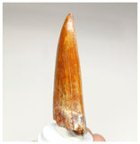 1000 - Gem Grade Carcharodontosaurus saharicus 3.34'' Dinosaur Tooth