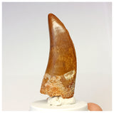 1316- Gem Grade Premaxillary Carcharodontosaurus saharicus Dinosaur Tooth