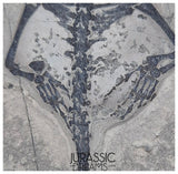 S230 - Nicely Preserved Keichousaurus hui Early Triassic Marine Reptile