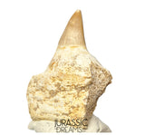 S305- Finest Grade Gavialimimus almaghribensis (Rare Mosasaur species) Tooth in Maxilla bone