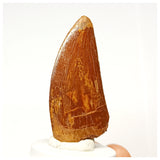 1337 - Nicely Preserved Carcharodontosaurus saharicus Dinosaur Tooth