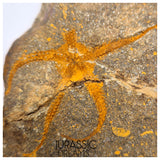 S325 - Nicely Preserved Ordovician Aged Brittle Star (Ophiura sp)