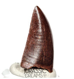 S132 - Gem Grade Carcharodontosaurus saharicus Dinosaur Tooth - KemKem Beds