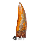 20018 - Top Huge Carcharodontosaurus saharicus Dinosaur Tooth
