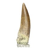 S157 -Finest Quality Suchomimus tenerensis Spinosaurid Dinosaur Tooth WITH VISIBLE CARINA