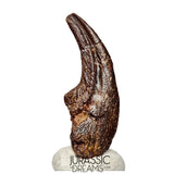 J108 - Top Rare Killer Alvarezsaurid Theropod Dinosaur Manus Claw - Lower Cretaceous Elrhaz Fm