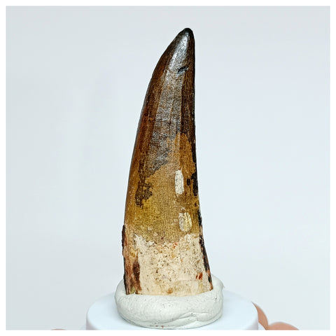 1035 - Gem Grade Suchomimus tenerensis 2.36'' Dinosaur Tooth