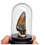S439 - Nicely Preserved Sarcosuchus imperator Crocodile Tooth - Lower Cretaceous Elrhaz Fm