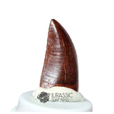 20166 - Nicely Preserved Carcharodontosaurus saharicus Dinosaur Tooth