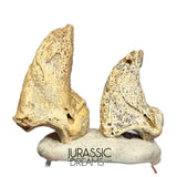 S297 - Set of 2 Huge Ice Age Cave Bear (Ursus spelaeus) Claws - Upper Pleistocene