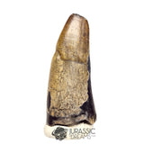20449 - Huge Sarcosuchus imperator Crocodile Tooth - Lower Cretaceous Elrhaz Fm