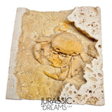 J284 - Finest Quality Fossil Crab (Potamon) Preserved in Travertine - Turkey Location