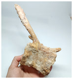 1144 - Amazing Complete Spinosaurus Dinosaur Caudal (Tail) Vertebra Bone Cretaceous KemKem
