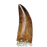 J561 - Tyrannosaur Dinosaur Tooth - Nanotyrannus sp - Late Cretaceous - Lance Creek Fm