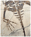 S49 - Superb Top Quality Keichousaurus hui Early Triassic Marine Reptile