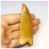 1314 - Gem Grade Carcharodontosaurus saharicus Dinosaur Tooth - Cretaceous KemKem Beds